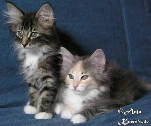 Anouk & Anjouli - 73 days old