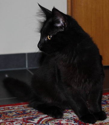 copyright: Karin Ortiz