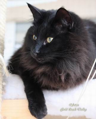 copyright: Karin Ortiz