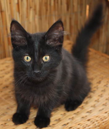 copyright: Karin Ortiz