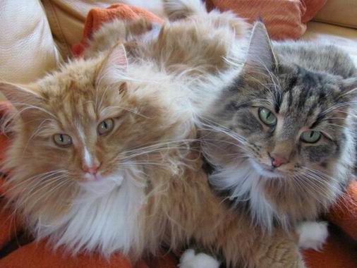 copyright: Fam. Schwickert