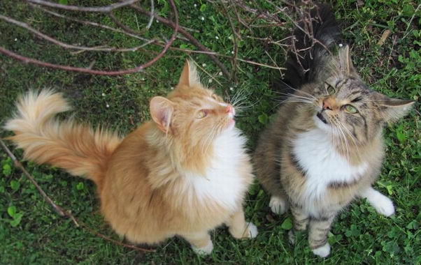 copyright: Fam. Schwickert