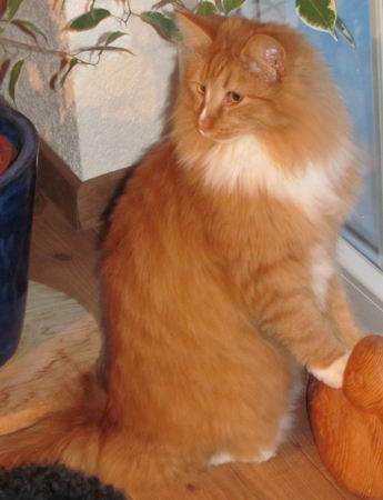 copyright: Fam. Schwickert