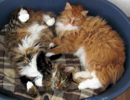 copyright: Fam. Schwickert