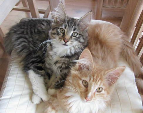 copyright: Fam. Schwickert