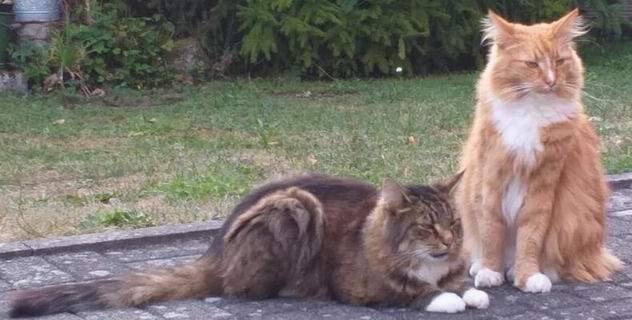 copyright: Fam. Schwickert