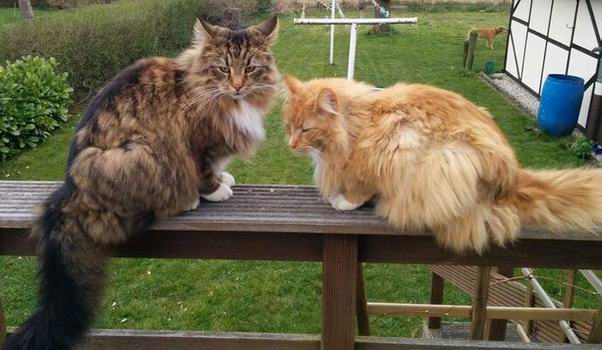 copyright: Fam. Schwickert