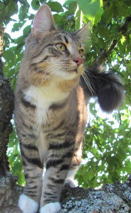 copyright: Fam. Schwickert