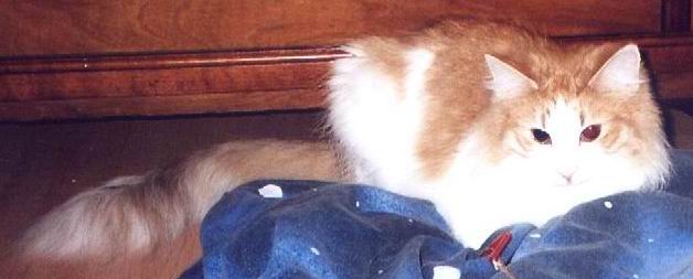 copyright: Cattery "von Nebra"