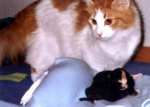 copyright: Cattery "von Nebra"