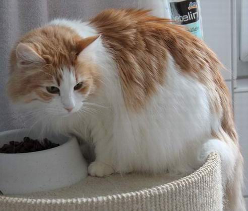 copyright: Cattery Nebra's