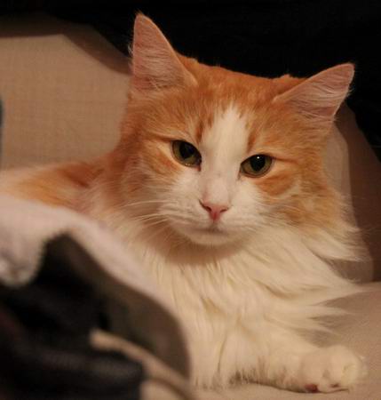 copyright: Cattery Nebra's