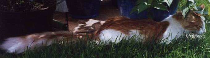 copyright: Cattery "von Nebra"