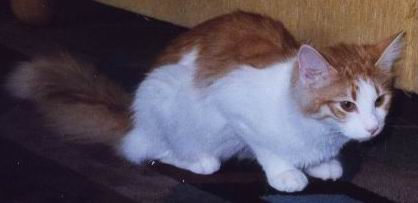 copyright: Cattery "von Nebra"