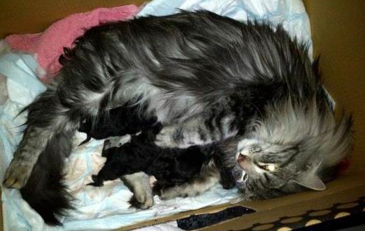 copyright: Merete Hognestad