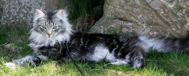 copyright: Merete Hognestad