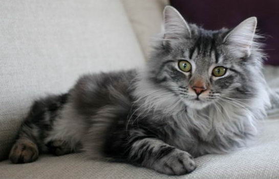 copyright: Merete Hognestad