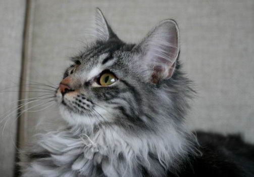 copyright: Merete Hognestad