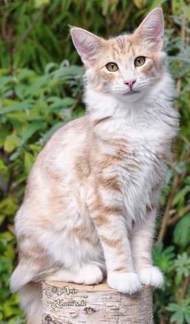 Carlsson - almost 6 months old