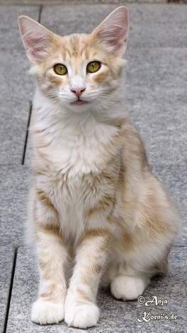 Carlsson - 5 months old