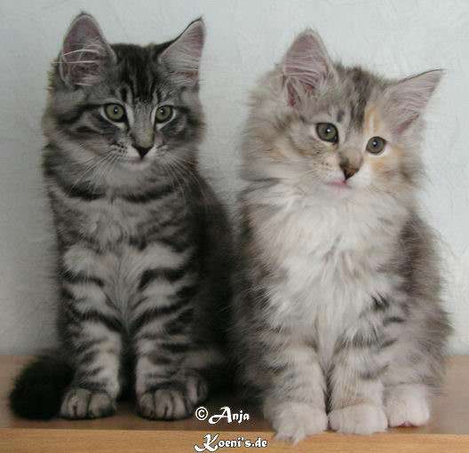 Don Gismo & Donna Luna