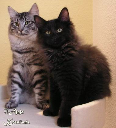 Don Gismo &  Jack Daniels - 15.02.2004