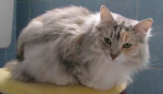 copyright: Eva Felder