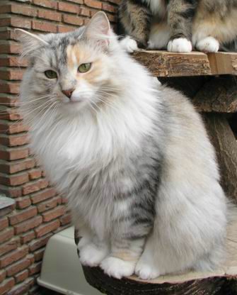 copyright: Eva Felder