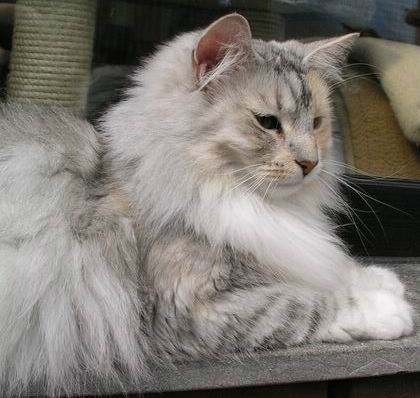 copyright: Eva Felder