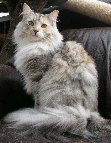 copyright: Eva Felder