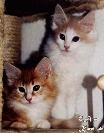 Enya & Esprit - 9,5 weeks old