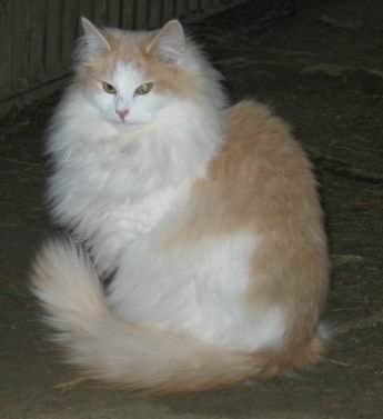 copyright: Cattery av Lisellund