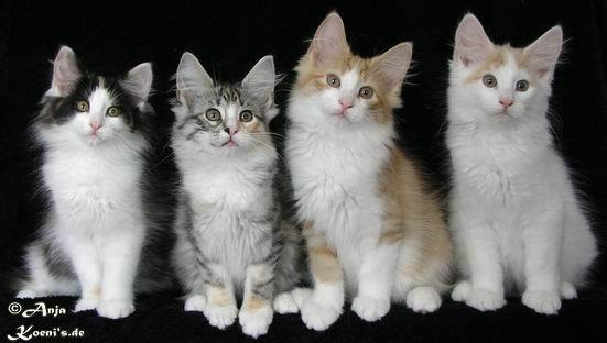 Eyleen, Emely, Einstein & Enzo - 12 weeks old