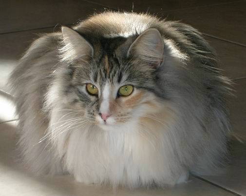 copyright: Isabelle Vuilleumier