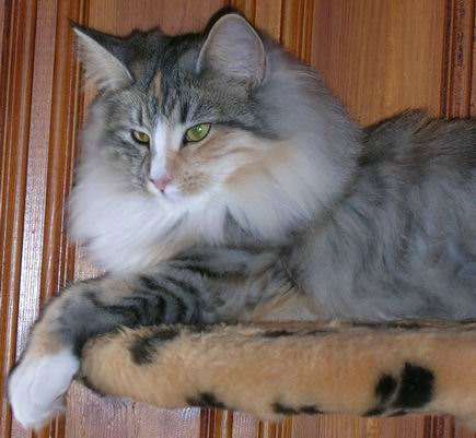 copyright: Isabelle Vuilleumier