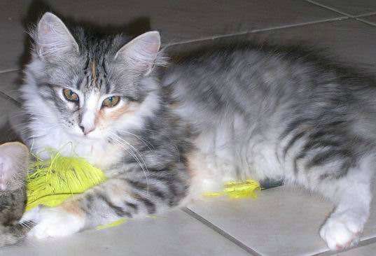 copyright: Isabelle Vuilleumier