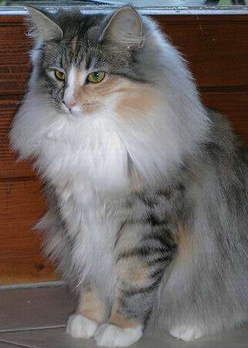 copyright: Isabelle Vuilleumier