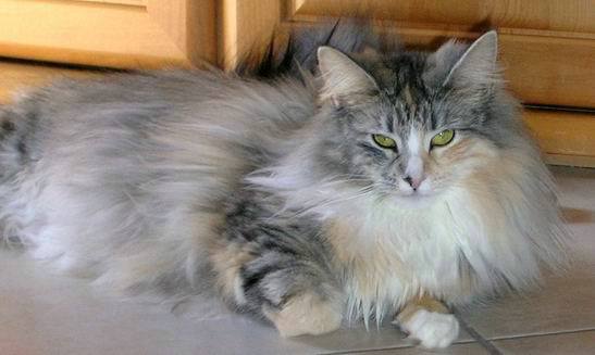 copyright: Isabelle Vuilleumier