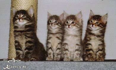 Fiani, Frederic, Felicitas & Falco