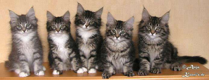 Flavio, Freya, Fabienne, Finnegan & Fellini - 12 weeks old