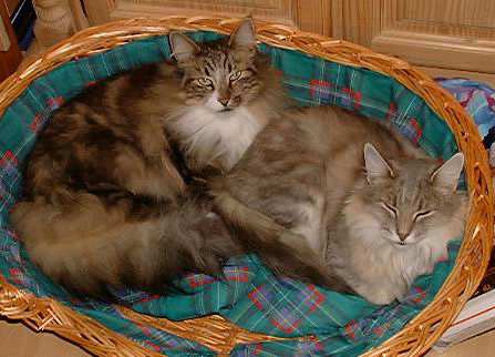 copyright: Ramona Brinkmann