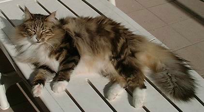 copyright: Ramona Brinkmann