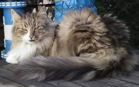 copyright: Ramona Brinkmann