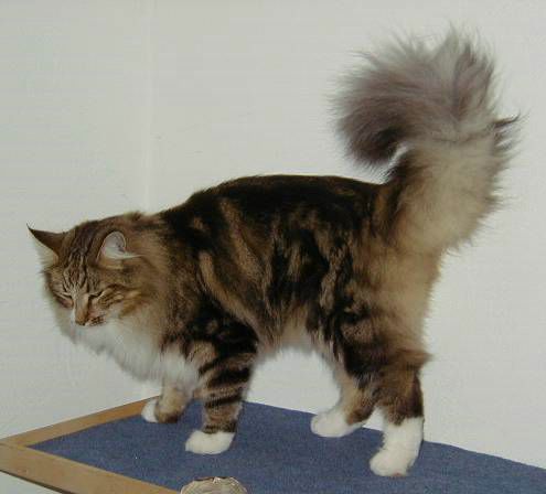 copyright: Ramona Brinkmann