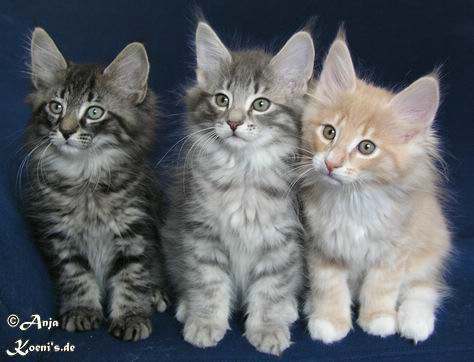 Gianna, Giulia & Giacomo - 72 Tage alt