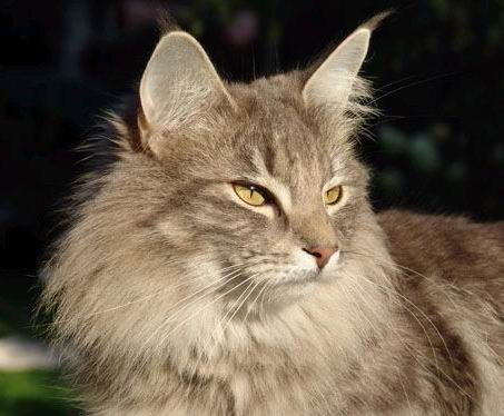 copyright: Ute Pfohl