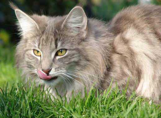 copyright: Ute Pfohl