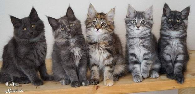 Gandalf, Greta, Grace, Gulliver, Gustav - 11 weeks old