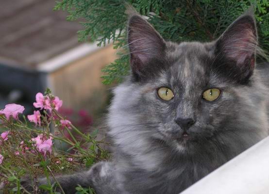 copyright: Gaby Gcke