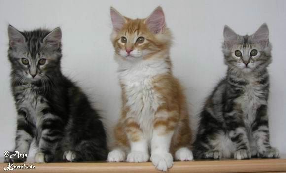 Hermine, Hurricane & Hjoerdis - 80 days old